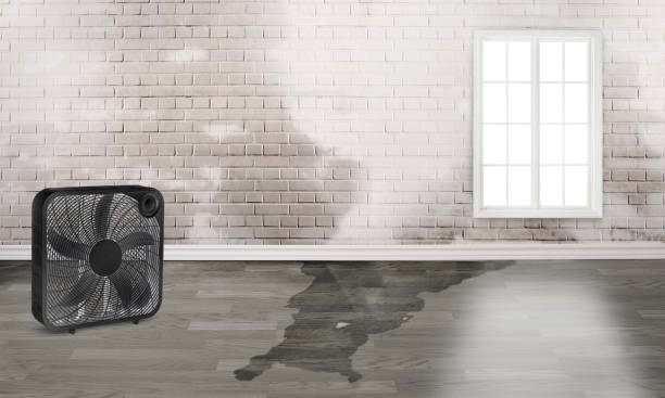 Best Residential water damage restoration  in Safety Harbor, FL