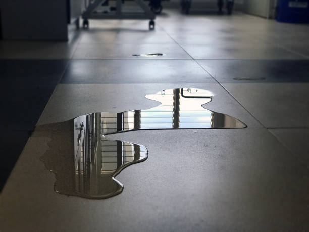 Best Professional water damage repair  in Safety Harbor, FL