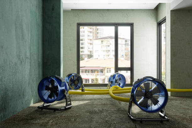 Best Water damage contractors near me  in Safety Harbor, FL